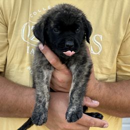 Mastiff Puppies from P Diamond Mastiffs
