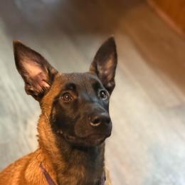 Anna - Fawn female Belgian Malinois puppy in Linwood, Michigan from Gillis Malinois LLC