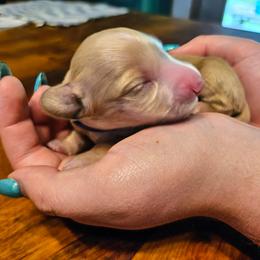 Janis Joplin - Cream female Dachshund puppy in Mayport, Pennsylvania from Debbie's Dachshunds