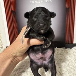 Ginger Spice - Silver female Poodle puppy in Pueblo, Colorado from Going Poodles & Pet Services LLC