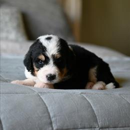 Zocalo - Tri-color male Bernedoodle puppy in Grove, Oklahoma from Grand Lake Poodles & Doodles