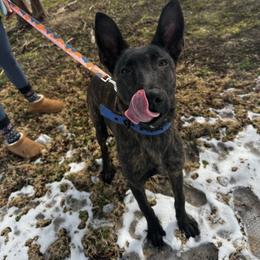 Kevin - Brindle male Belgian Malinois puppy in North Carolina from Furia Ignis Belgian Malinois