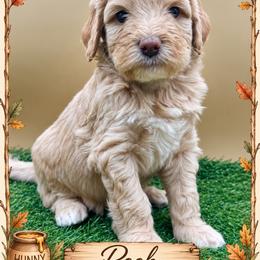 Pooh - Apricot male Goldendoodle puppy in Hendersonville, North Carolina from Kim's Cove