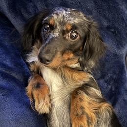 Luna - Dachshund