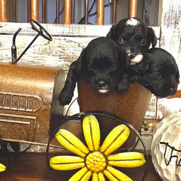 Bernedoodle Puppies from Diamond L Doodles