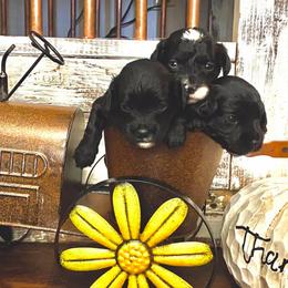Bernedoodle Puppies from Diamond L Doodles