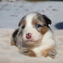 Hello kitty-2500 - Blue merle female Australian Shepherd puppy in Star City, Arkansas from Circle P Farm Australian Shepherds