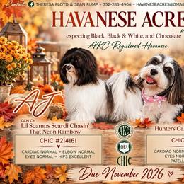Havanese puppies from Havanese Acres