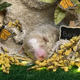 "2022" Cockapoo and Poodle Puppies from Rawls Lovely Little Tots