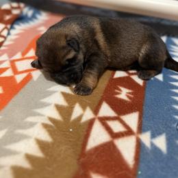 German Shepherd Puppies from Smithcoshepherds
