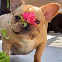 French Bulldogs from Quarter Size Frenchies