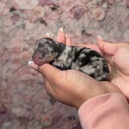 Prancer - Blue merle female Pomeranian puppy in Newport News, Virginia from Nel’s Pomeranians