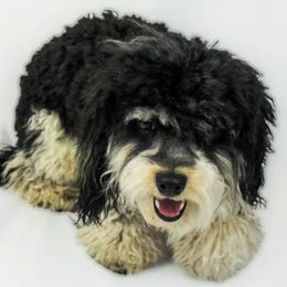Assorted Doodle Crosses, Cavapoos, and Double Doodles from Daisy Pups