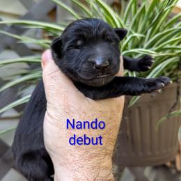 Nando - Bi-color male German Shepherd puppy in Olean, New York from F&B Kennels