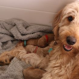 Goldendoodle Puppies from Boardwalk Doodles