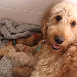 Goldendoodle Puppies from Boardwalk Doodles