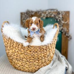 Archie - Red  male Goldendoodle puppy in Cedar City, Utah from Cedar Doodles- Home of the Teddybear Goldendoodle