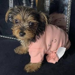 Yorkshire Terriers from Daja's Yorkies