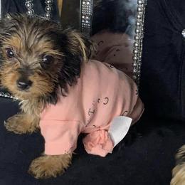 Yorkshire Terriers from Daja's Yorkies