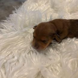 Male 2 - Dapple male Dachshund puppy in Oklahoma City, Oklahoma from Diana's Dachshunds CKC certified!