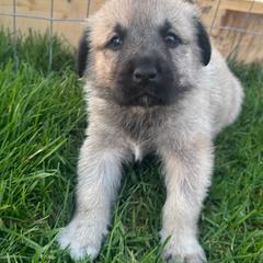 Boy 1 - Fawn male Anatolian Shepherd Dog puppy in Clifton, Illinois from Mcginnis Guardian Dogs