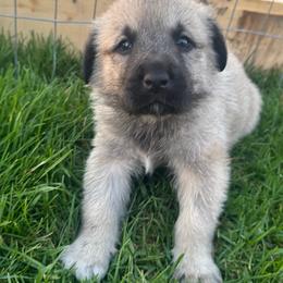 Boy 1 - Fawn male Anatolian Shepherd Dog puppy in Clifton, Illinois from Mcginnis Guardian Dogs