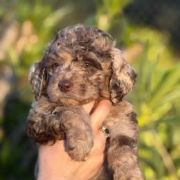 Heart - Merle female Goldendoodle puppy in Stockton, California from Port City Doodles