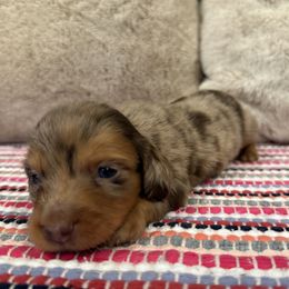 Bella - Chocolate and tan female Dachshund puppy in Stilwell, Oklahoma from B & K Dachshunds