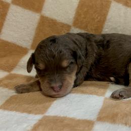 Hoss - Blue merle male Bernedoodle puppy in Holden, Missouri from Mid-West Bernedoodles