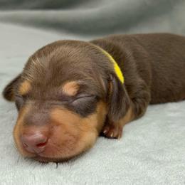 Female 2 - Chocolate and tan female Dachshund puppy in Birmingham, Alabama from LongBottomDachshunds