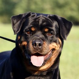 Dorle - Rottweiler