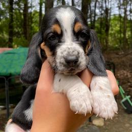 Pretzel - Black white and brown male Basset Hound puppy in High Hill, Missouri from High Hill Hounds