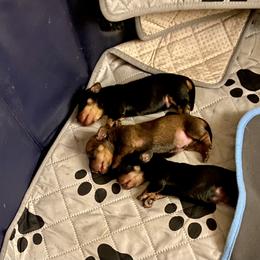 Dachshund Puppies from Hot Diggity dogs