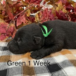 German Shepherd Puppies from Stonewick German Shepherds