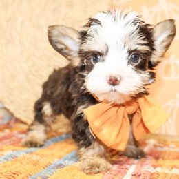 Boone TEACUP - Chocolate, tan and white male Yorkshire Terrier puppy in Hugo, Oklahoma from Ann R.