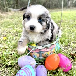 Buck - Blue merle male Australian Shepherd puppy in Winnabow, North Carolina from Lazy Dayz Ranch