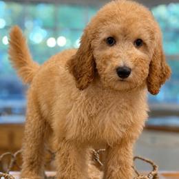 Phoneix - Apricot female Goldendoodle puppy in Yuciapa, California from AlltheDoodlez_