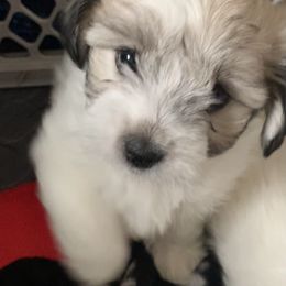 Coton de Tulear Puppies from Catawba Cotons