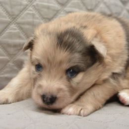 Rain - Merle female Pomsky puppy in Fairfield, Vermont from Pomskies of Vermont