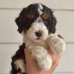 Chocolate - Tri-color male Bernedoodle puppy in Modesto, California from Central Valley Canine Companions