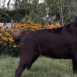 Labrador Retrievers from Desert Haven lab