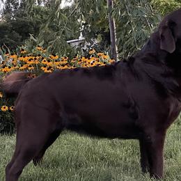 Labrador Retrievers from Desert Haven lab