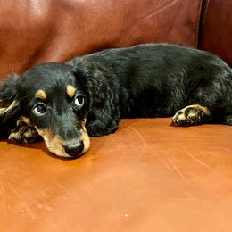 Hans - Black and tan male Dachshund puppy in Litchfield, Michigan from High Country Kennels