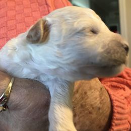 Poodle Puppies from Jm’s Precious Poodles