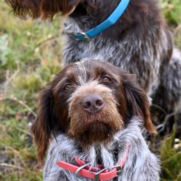 Hannah - Wirehaired Pointing Griffon