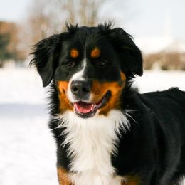 Roxy - Bernese Mountain Dog