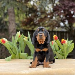 Black and Tan Coonhound Puppies from Toodaloo Coonhounds