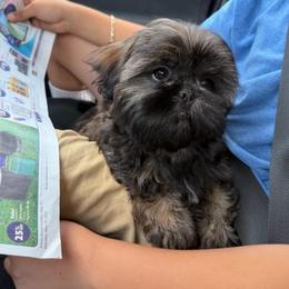Lindor - Sable female Shih Tzu puppy in Fresno, California from Jas’ ClassnSass