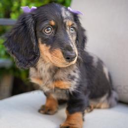 Sky - Dapple female Dachshund puppy in Temecula, California from Naomi Magee's Dachshund Kennel
