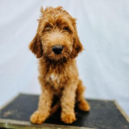 Rainier - Apricot male Goldendoodle puppy in Everett, Washington from Big Top Doodles